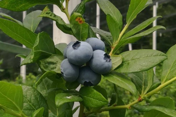 Vetar u leđa srpskim voćarima – Više novca za nove zasade i povratak jagode na listu prioriteta