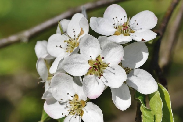 Voćke se dobro spremile za novu sezonu, biti spreman za zašitu od mraza
