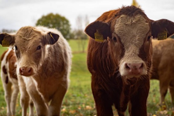 Agroservis: Cena teladi dostigla i 1.000 din/kg