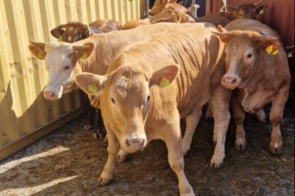 Stočari: HITNO izgradite luku na Dunavu za utovar goveda i ovaca